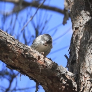 Daphoenositta chrysoptera at Dunlop, ACT - 24 Apr 2020