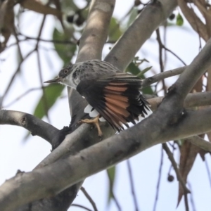 Daphoenositta chrysoptera at Dunlop, ACT - 24 Apr 2020