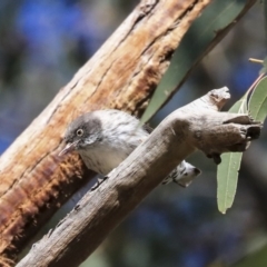 Daphoenositta chrysoptera at Dunlop, ACT - 24 Apr 2020 12:13 PM