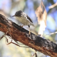 Daphoenositta chrysoptera at Dunlop, ACT - 24 Apr 2020 12:13 PM