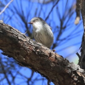 Daphoenositta chrysoptera at Dunlop, ACT - 24 Apr 2020 12:13 PM