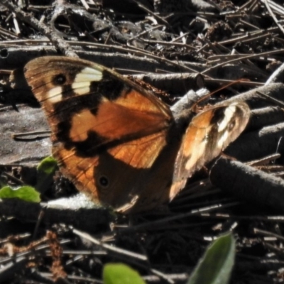 Heteronympha merope (Common Brown Butterfly) at Stromlo, ACT - 25 Apr 2020 by JohnBundock