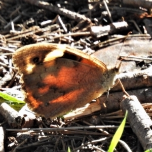 Heteronympha merope at Stromlo, ACT - 25 Apr 2020