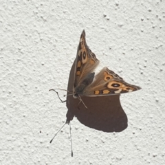 Junonia villida (Meadow Argus) at Turner, ACT - 25 Apr 2020 by LD12