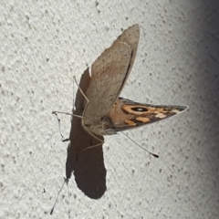 Junonia villida at Turner, ACT - 25 Apr 2020