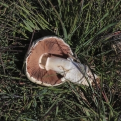 Agaricus sp. (Agaricus) at Dunlop, ACT - 24 Apr 2020 by Alison Milton
