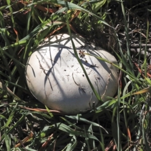 Agaricus sp. at Dunlop, ACT - 24 Apr 2020