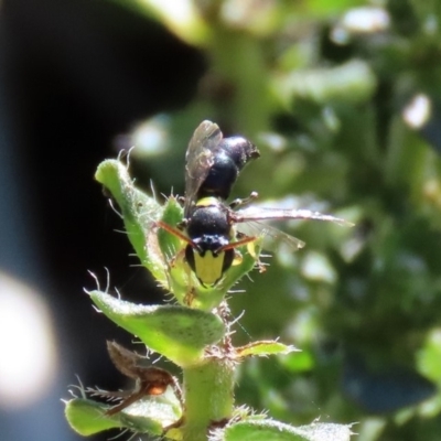 Hylaeus (Euprosopis) honestus (A hylaeine colletid bee) at Macarthur, ACT - 25 Apr 2020 by RodDeb