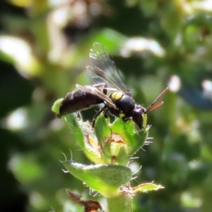 Hylaeus (Euprosopis) honestus at Macarthur, ACT - 25 Apr 2020 12:56 PM