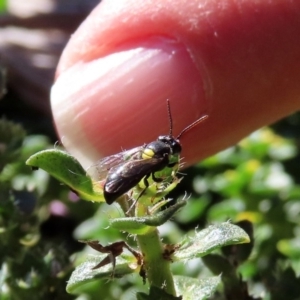 Hylaeus (Euprosopis) honestus at Macarthur, ACT - 25 Apr 2020 12:56 PM