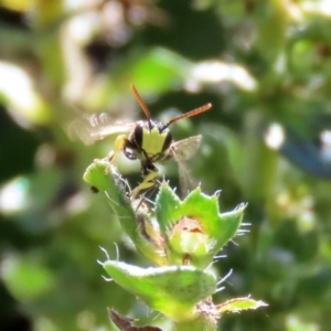 Hylaeus (Euprosopis) honestus at Macarthur, ACT - 25 Apr 2020 12:56 PM