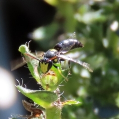 Hylaeus (Euprosopis) honestus at Macarthur, ACT - 25 Apr 2020 12:56 PM