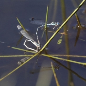 Austrolestes leda at Dunlop, ACT - 24 Apr 2020