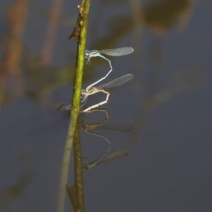 Austrolestes leda at Dunlop, ACT - 24 Apr 2020 12:52 PM