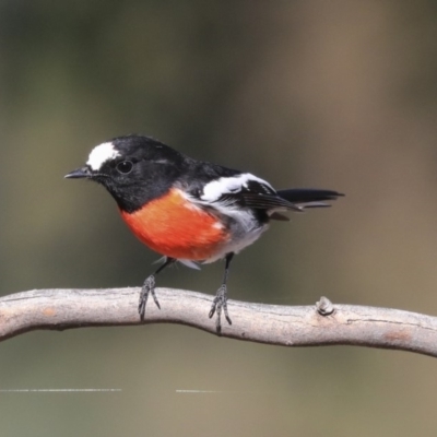 Petroica boodang (Scarlet Robin) at The Pinnacle - 24 Apr 2020 by Alison Milton
