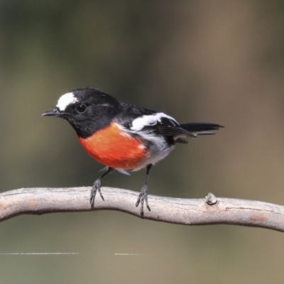 Petroica boodang (Scarlet Robin) at Weetangera, ACT - 24 Apr 2020 by AlisonMilton