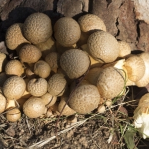 Gymnopilus junonius at Higgins, ACT - 24 Apr 2020 08:17 AM