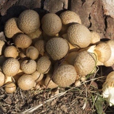 Gymnopilus junonius (Spectacular Rustgill) at Higgins, ACT - 24 Apr 2020 by AlisonMilton