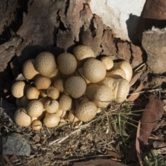 Gymnopilus junonius at Higgins, ACT - 24 Apr 2020 08:17 AM