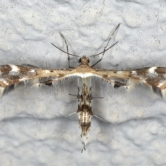 Sphenarches anisodactylus (Geranium Plume Moth) at Ainslie, ACT - 24 Apr 2020 by jb2602