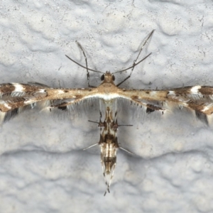 Sphenarches anisodactylus at Ainslie, ACT - 24 Apr 2020