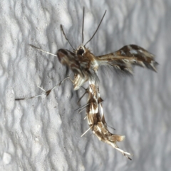 Sphenarches anisodactylus at Ainslie, ACT - 24 Apr 2020