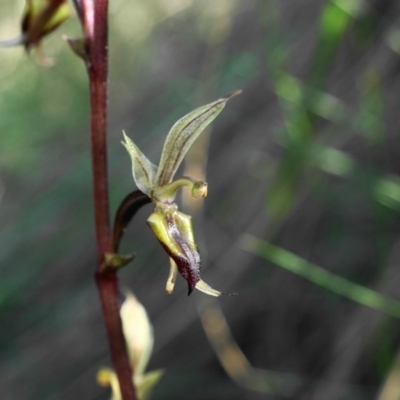 Acianthus exsertus (Large Mosquito Orchid) at Black Mountain - 25 Apr 2020 by shoko