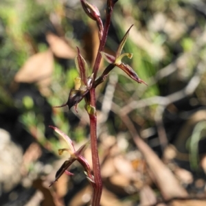 Acianthus exsertus at Acton, ACT - 25 Apr 2020