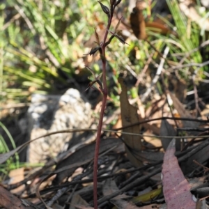 Acianthus exsertus at Acton, ACT - 25 Apr 2020