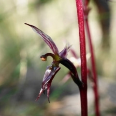 Acianthus exsertus (Large Mosquito Orchid) at Point 5439 - 25 Apr 2020 by shoko