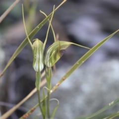 Diplodium laxum (Antelope greenhood) at Hawker, ACT - 24 Apr 2020 by AlisonMilton