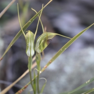 Diplodium laxum at Hawker, ACT - 24 Apr 2020