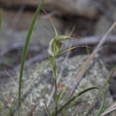 Diplodium laxum at Hawker, ACT - 24 Apr 2020