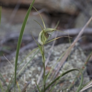 Diplodium laxum at Hawker, ACT - 24 Apr 2020