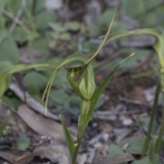 Diplodium laxum at Hawker, ACT - 24 Apr 2020