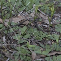 Diplodium laxum at Hawker, ACT - 24 Apr 2020