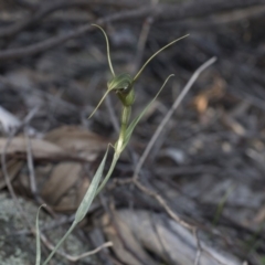 Diplodium laxum at Hawker, ACT - 24 Apr 2020