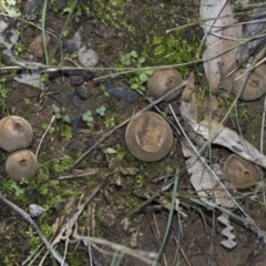 Bovista (A puffball) at The Pinnacle - 23 Apr 2020 by Alison Milton