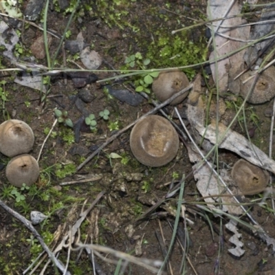 Bovista (A puffball) at Hawker, ACT - 24 Apr 2020 by AlisonMilton