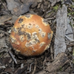 Amanita xanthocephala (Vermilion grisette) at Hawker, ACT - 24 Apr 2020 by AlisonMilton