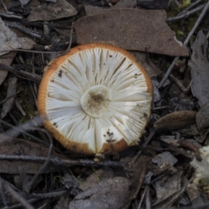 Amanita xanthocephala at Hawker, ACT - 24 Apr 2020