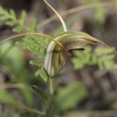 Diplodium laxum (Antelope greenhood) at Hawker, ACT - 24 Apr 2020 by AlisonMilton