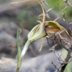 Diplodium laxum at Hawker, ACT - 24 Apr 2020