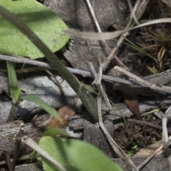 Diplodium laxum at Hawker, ACT - 24 Apr 2020