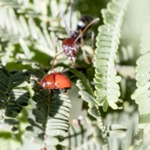 Ditropidus sp. (genus) at Dunlop, ACT - 24 Apr 2020