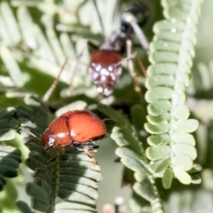 Ditropidus sp. (genus) at Dunlop, ACT - 24 Apr 2020