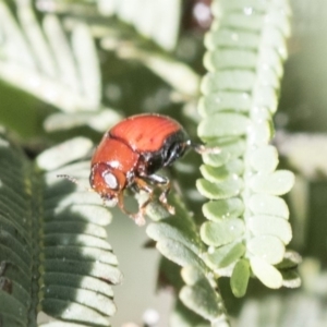 Ditropidus sp. (genus) at Dunlop, ACT - 24 Apr 2020