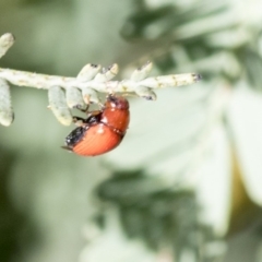 Ditropidus sp. (genus) at Dunlop, ACT - 24 Apr 2020