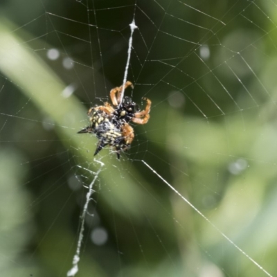 Austracantha minax (Christmas Spider, Jewel Spider) at The Pinnacle - 24 Apr 2020 by AlisonMilton