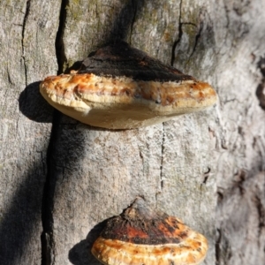 Truncospora ochroleuca at Deakin, ACT - 18 Apr 2020